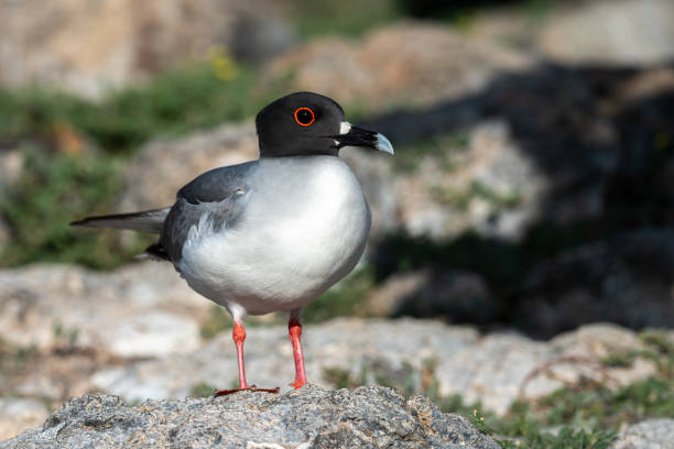 Photo taken on the South Plaza island in the Galápagos.