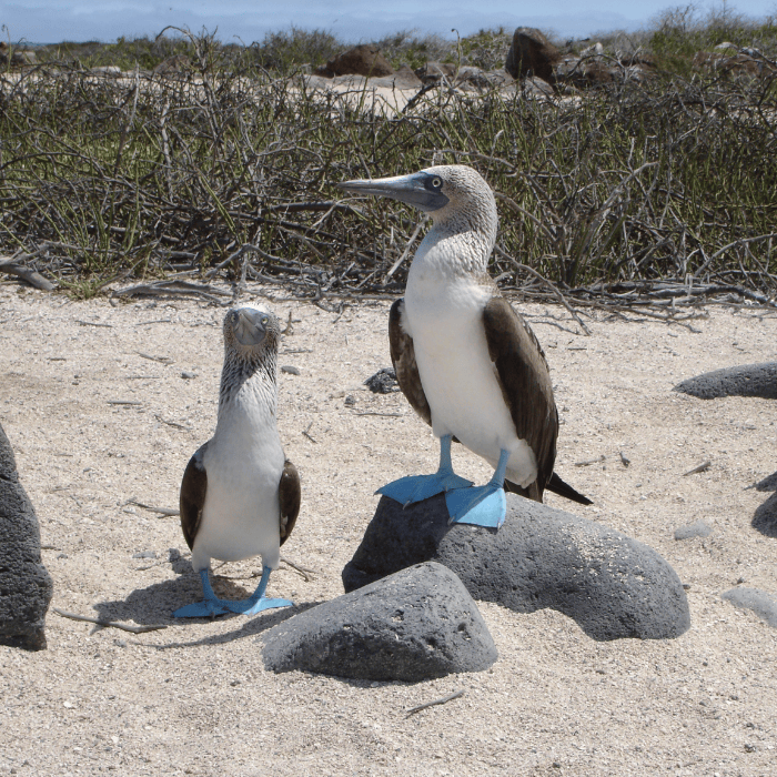 Contactanos - Discovery Galapagos