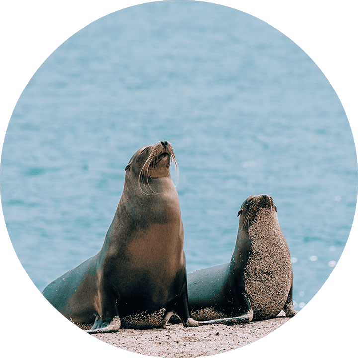 PAQUETES DISCOVERY 1