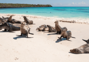 Lobos marinos en la playa