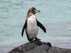 Pingüino de Galápagos en Isabela