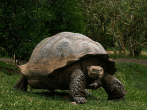 Tortuga gigante en Santa Cruz