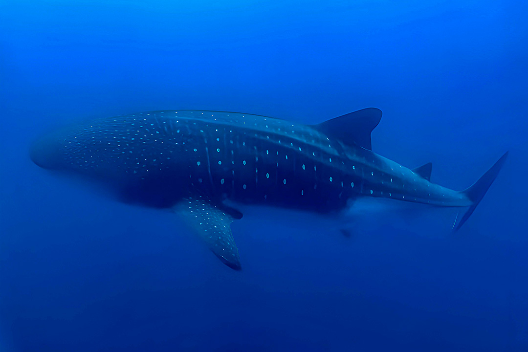 CRUCERO-DIVING-2