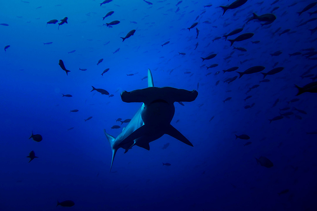 CRUCERO-DIVING-3