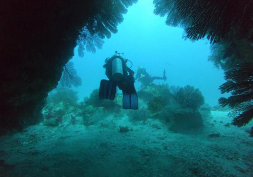 Buceo Roca Buceo Roca Ballena