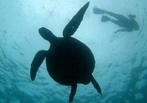 Buceo Seymour Daphne