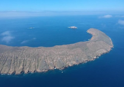 Islote Tintoreras Buceo Isla Tortuga