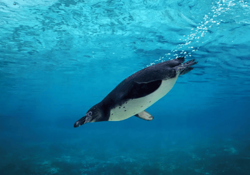 foto pricipal paquete pinguino