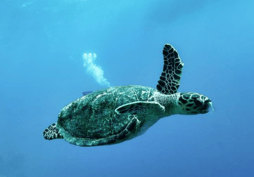 foto principal paquete tortuga